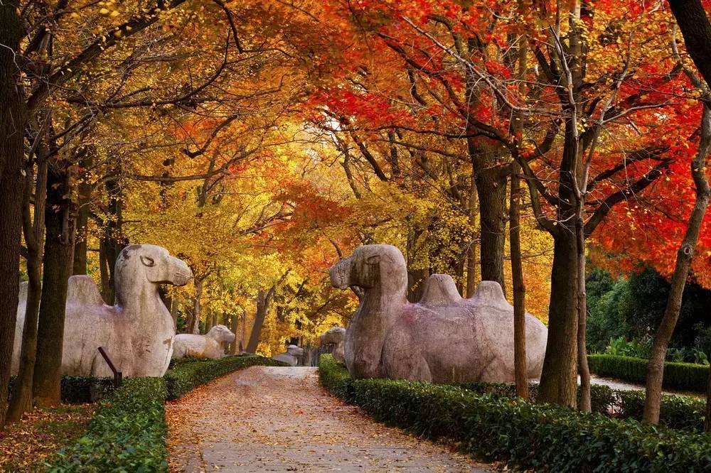 2020年南京旅游景点有哪些好玩的地方南京旅游十大必去景点