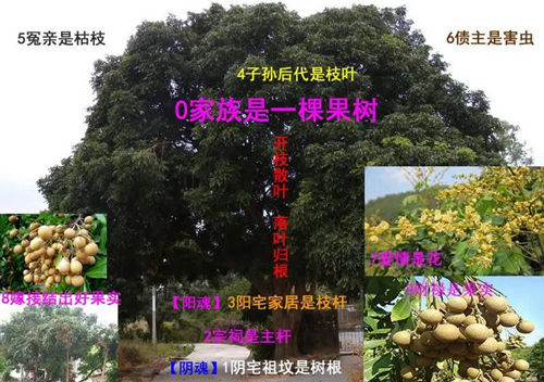 家族树