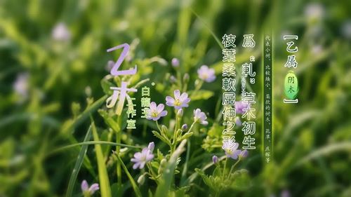 乙木2026丙午年运势解析：伤官食神，绽放自我